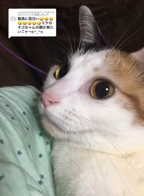 三毛猫の顔のアップ
