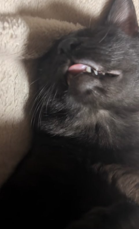 舌を出して寝る猫