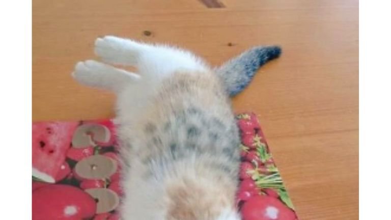 寝転がる子猫