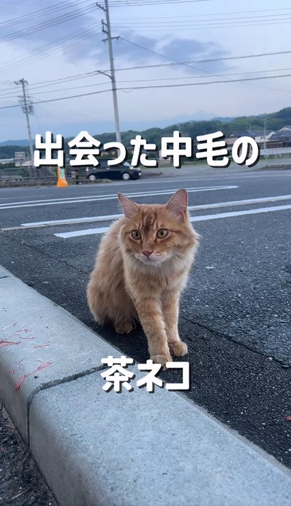 駐車場の縁石付近に座る茶トラ猫