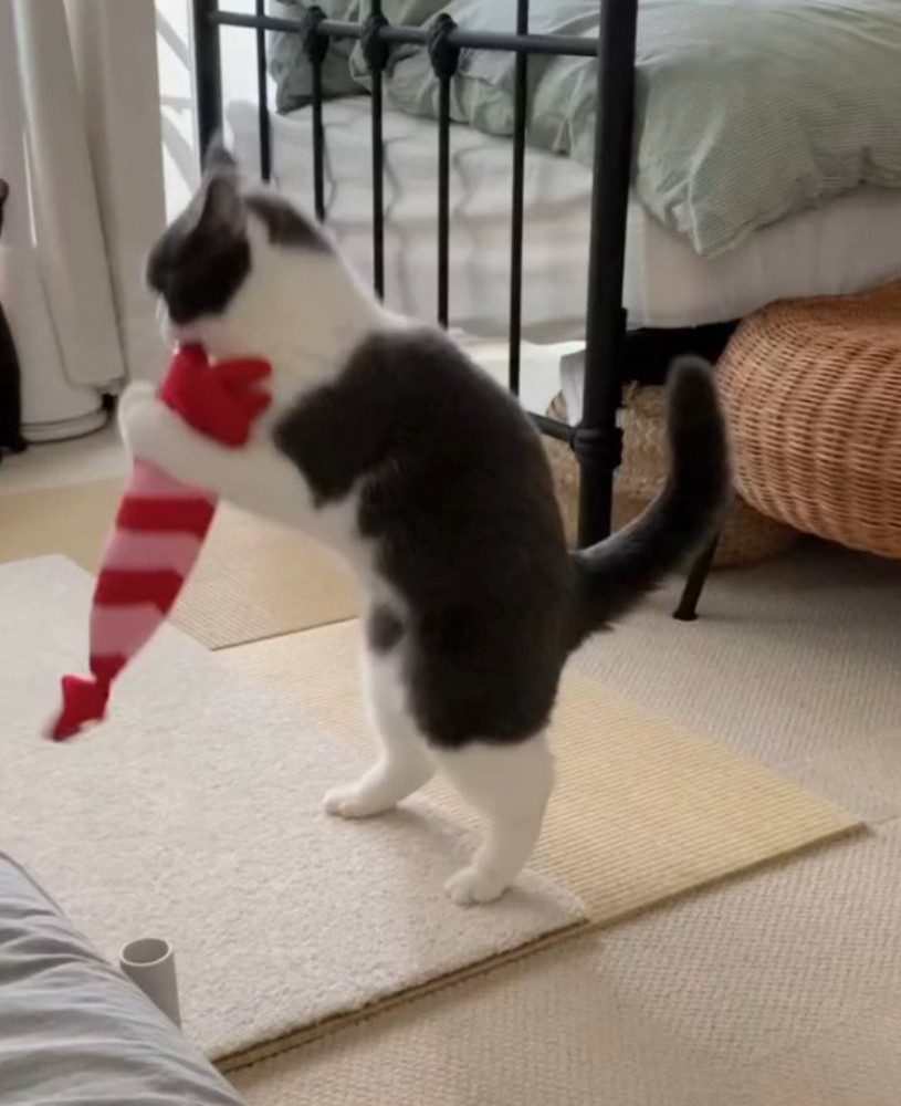 エビのぬいぐるみを抱えて遊ぶ猫