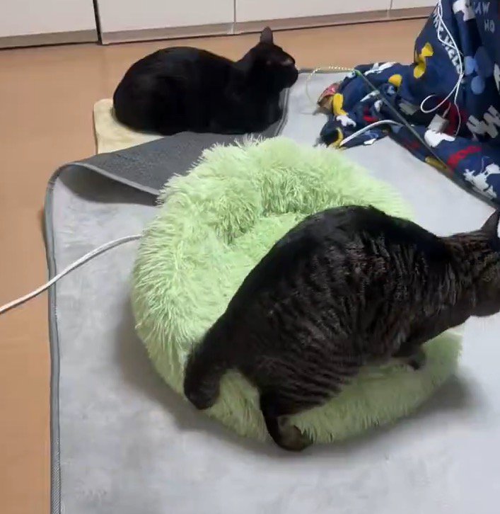 方向転換して反時計回りにペット用ベッドの上を歩いていく猫