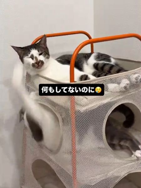 目を細める上段の猫と下段から伸びる前足