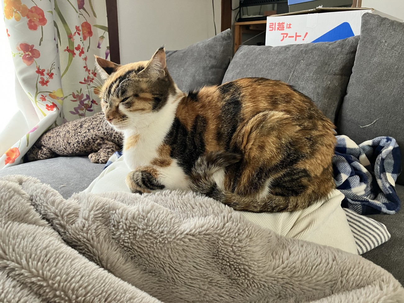 うとうとしている猫