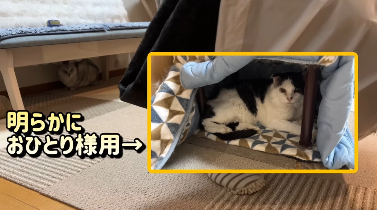 猫用こたつに入る猫