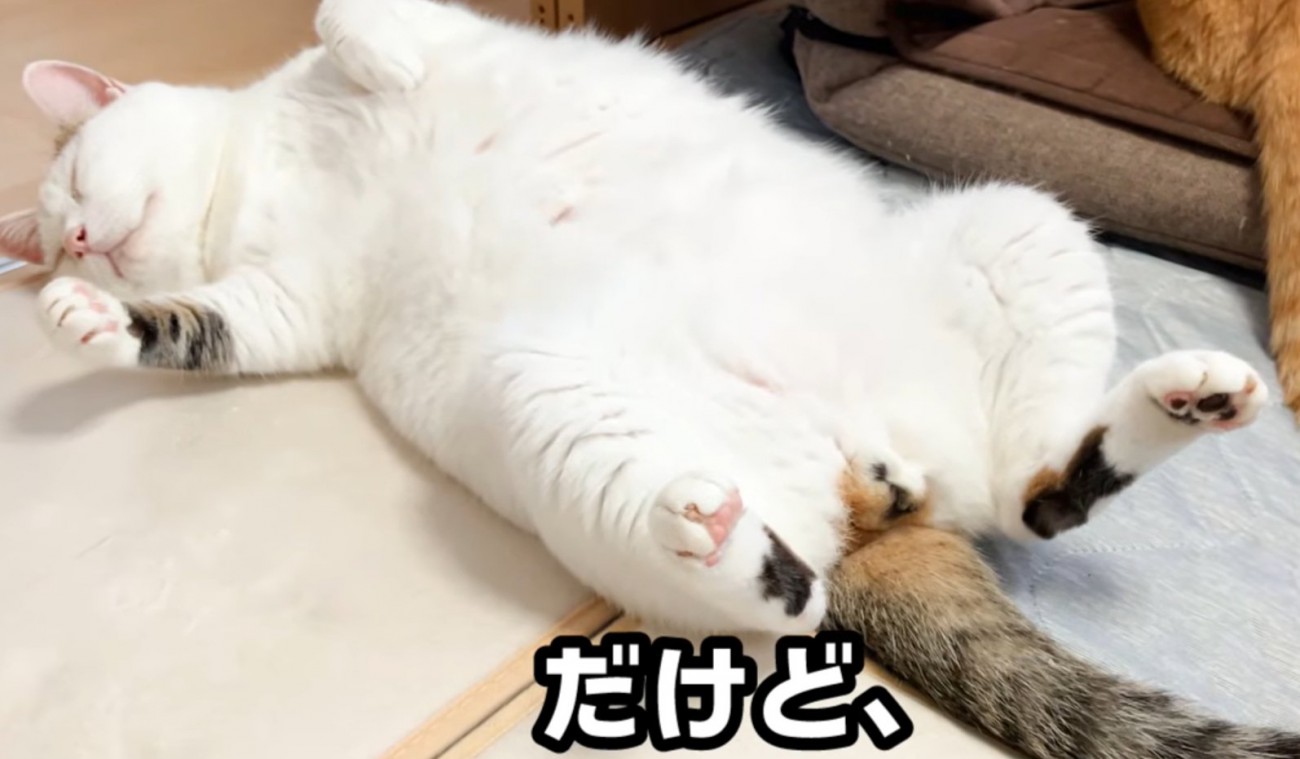 仰向けな猫（だけど、）