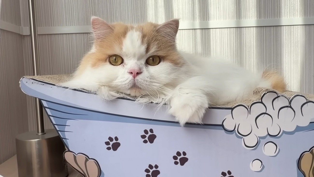 レモンくんの紹介写真