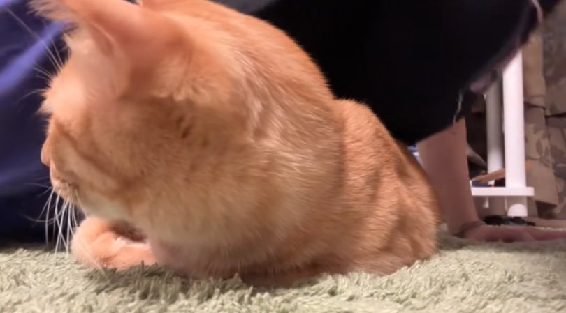 体勢を崩す猫