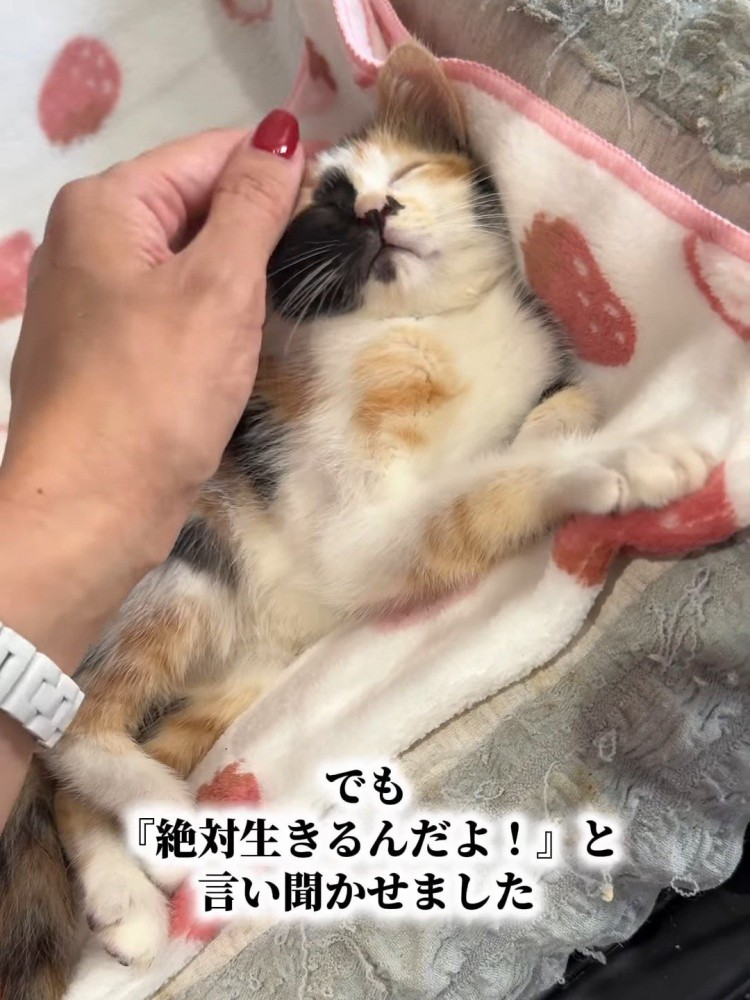 頭を撫でられる子猫