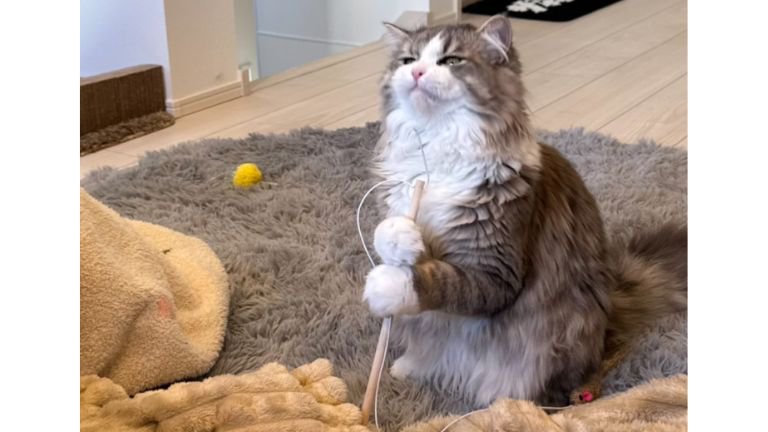 二足立ちしている猫