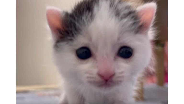 歩いている猫