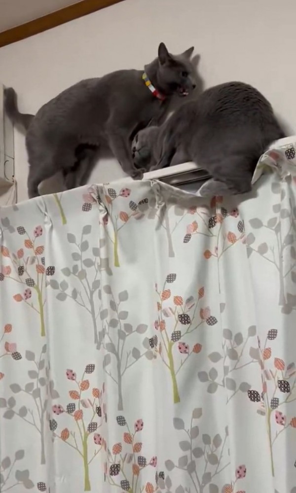 体をかがめる猫