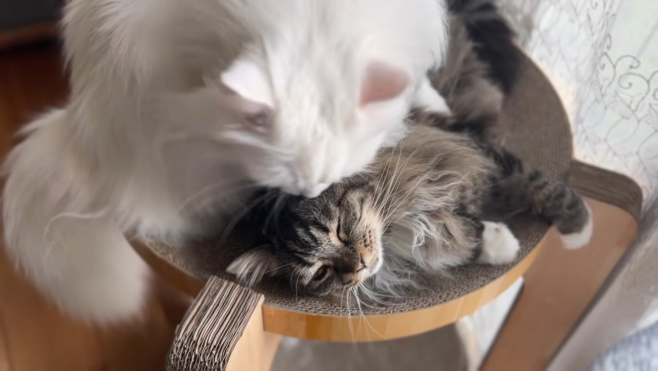 キジトラ猫をなめる白猫