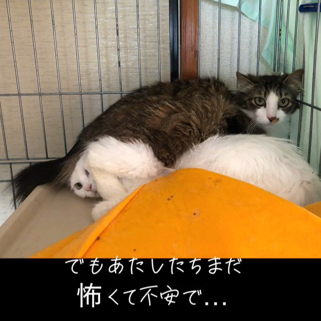 重なる2匹の猫