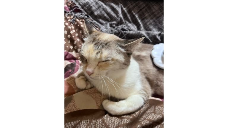 目を閉じている猫