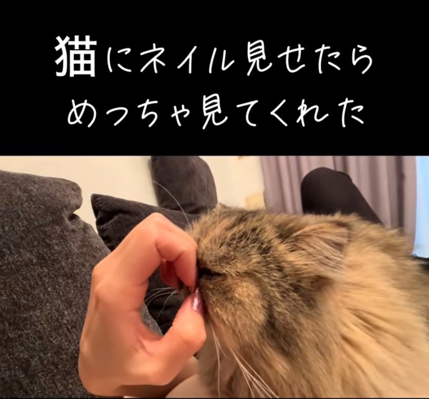 爪に顔を押し付ける猫