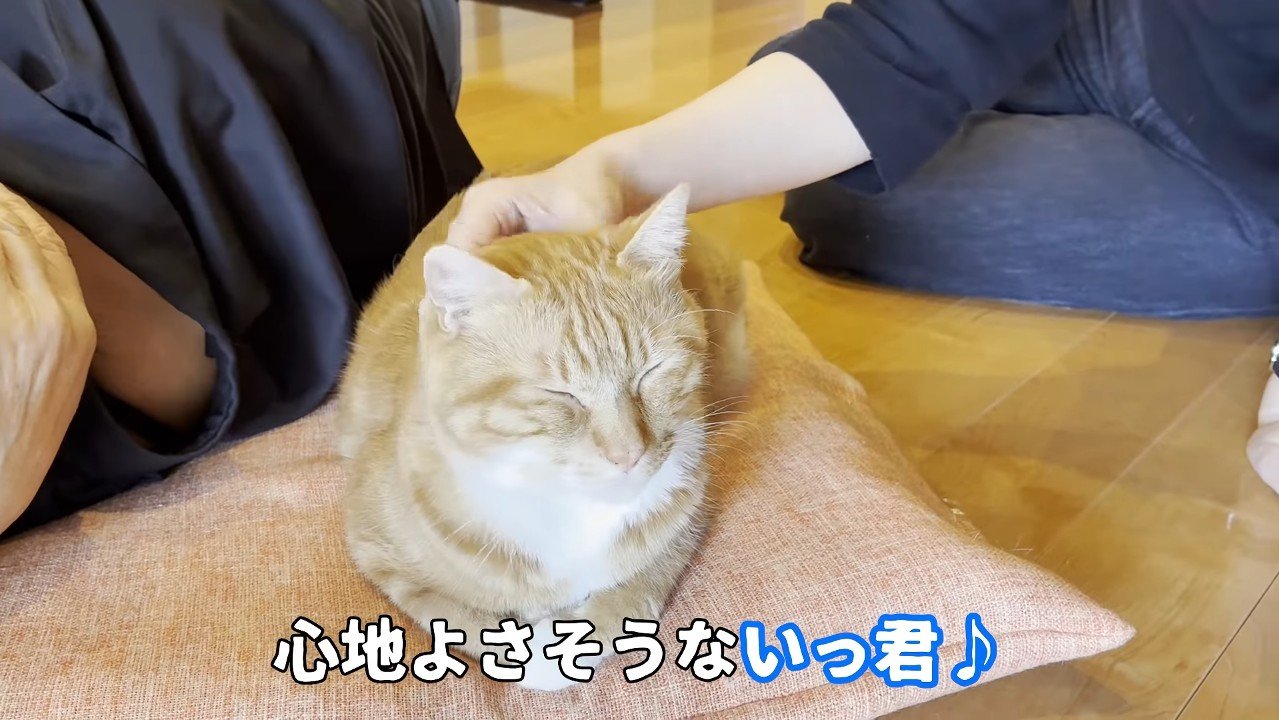 心地よさそうないっ君
