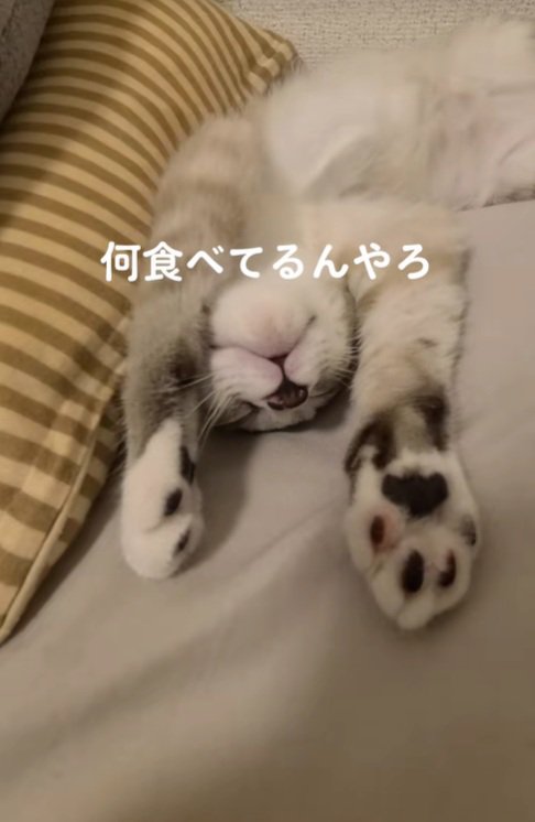 幸せそうにねるねこ