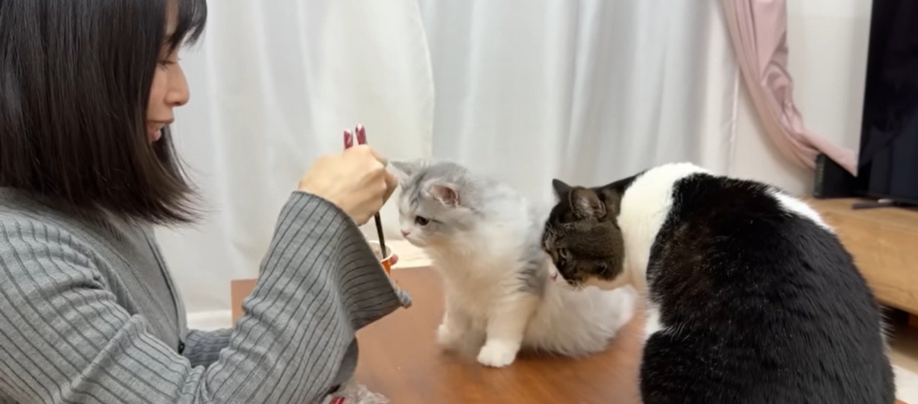 机の上にいる2匹の猫