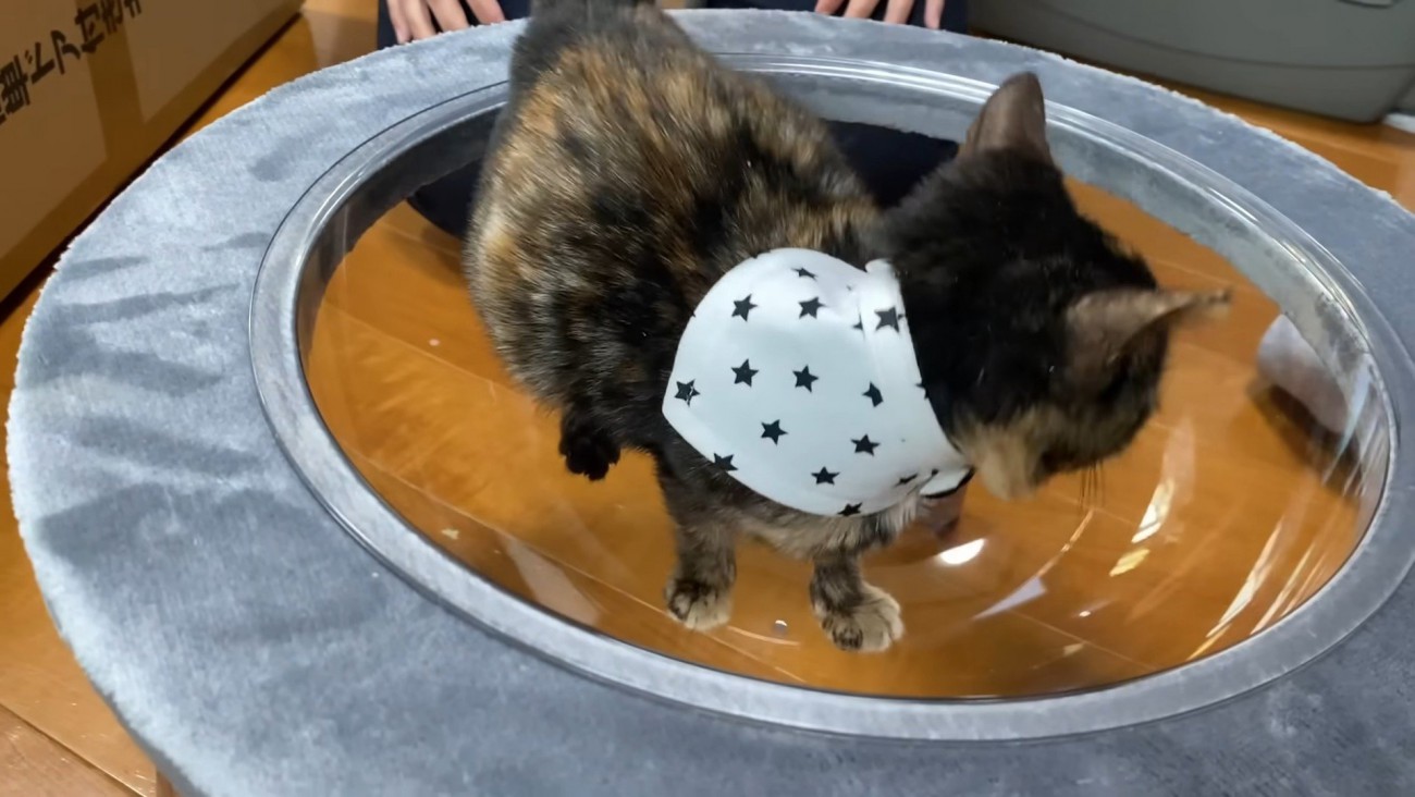 ボウルに入った子猫