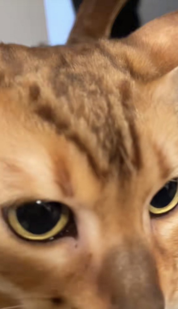 ドアップの猫の写真