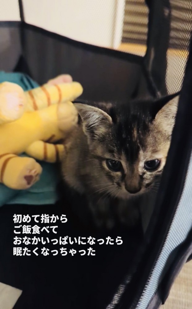 ウトウトする子猫