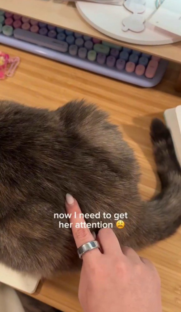 猫を指でつつく