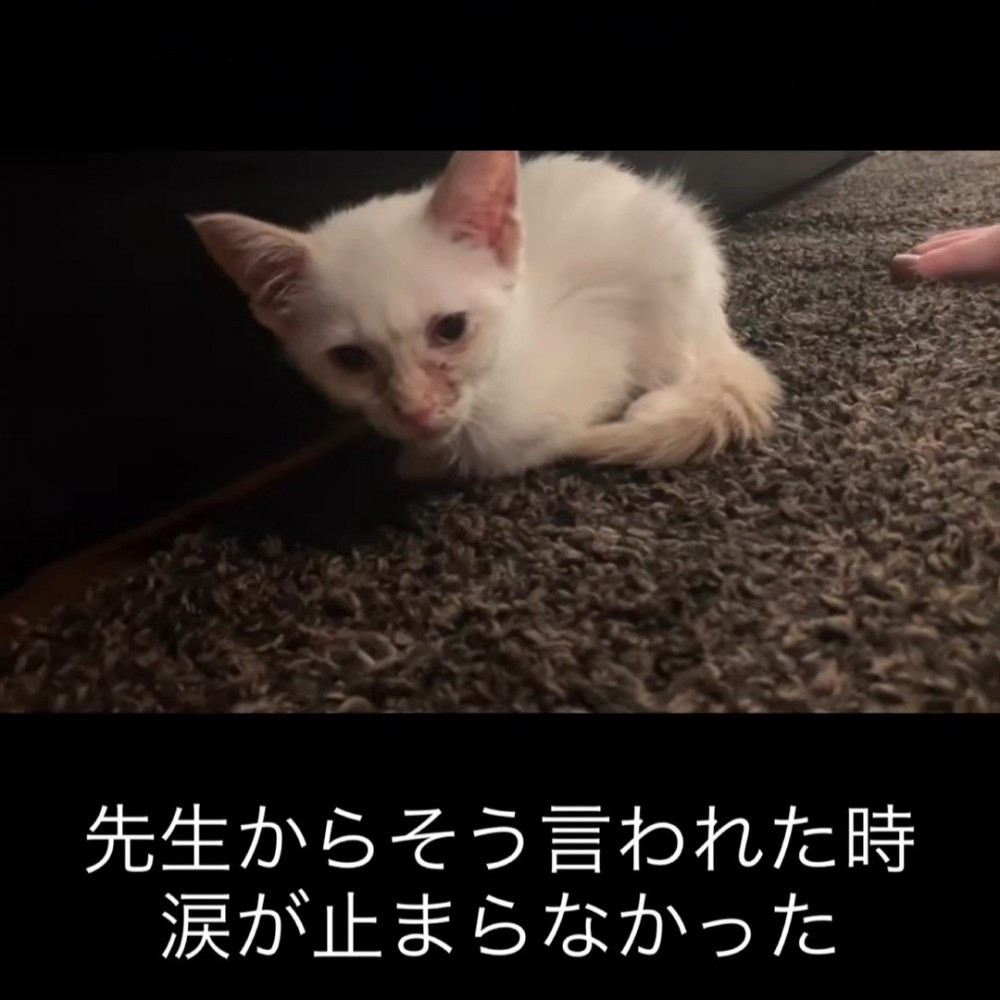 うずくまる子猫