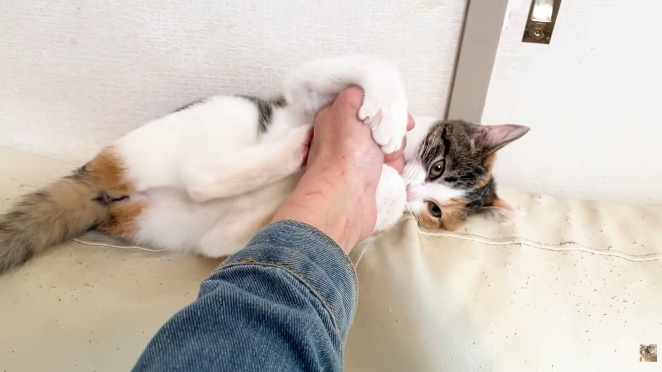 投稿者さんの左手と子猫