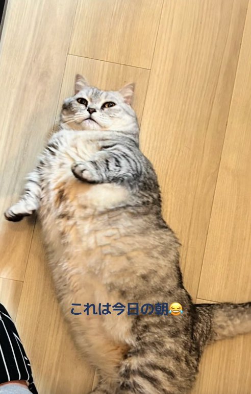 フローリングの上で仰向けになっている猫