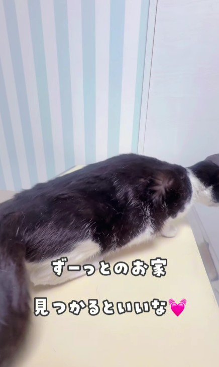 のびをする白黒猫