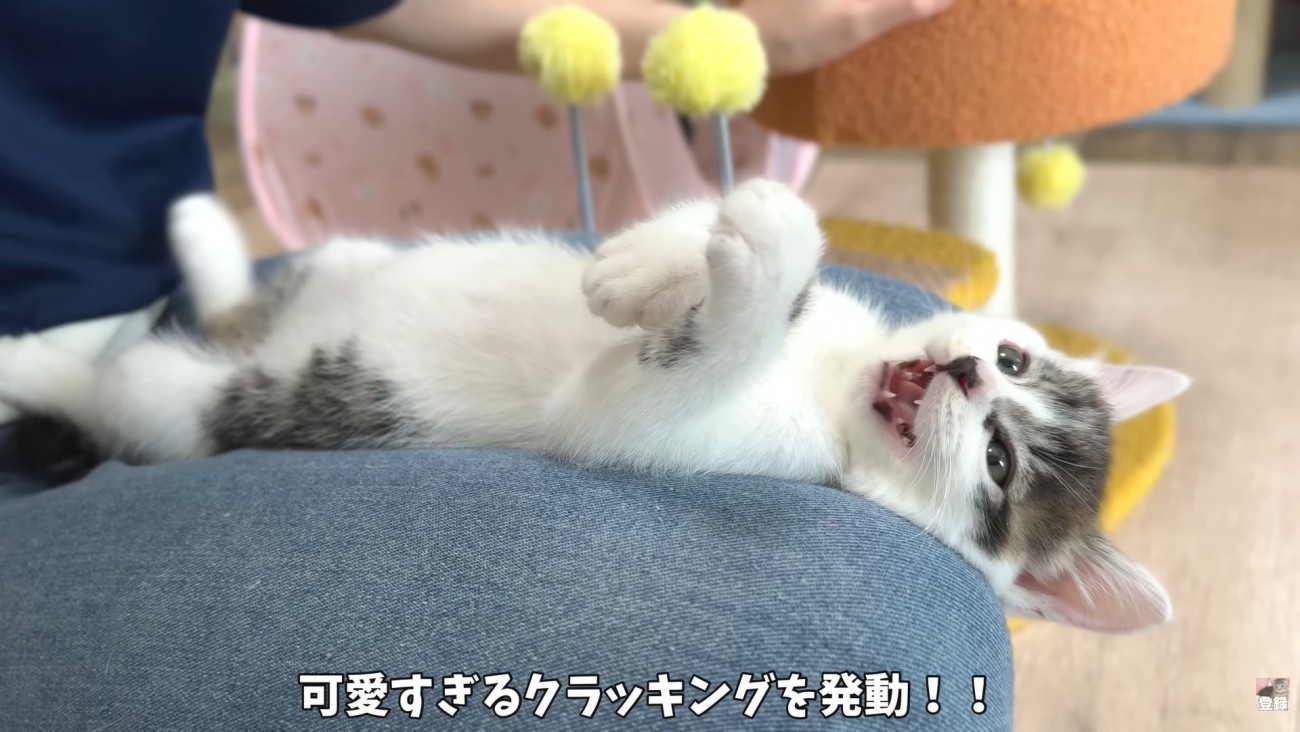 テロップ「可愛すぎるクラッキングを～」