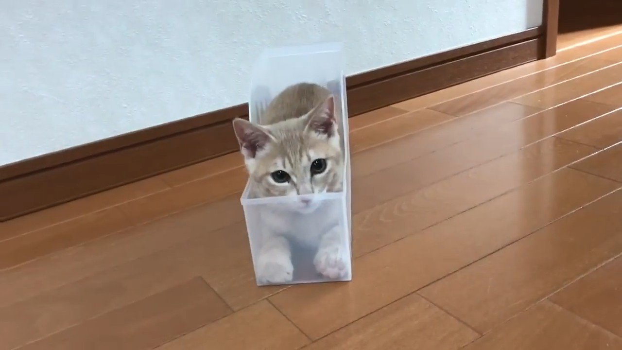 ケースに入っている猫