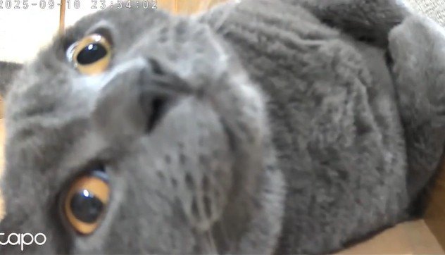 ゴロゴロしながらカメラを見る猫