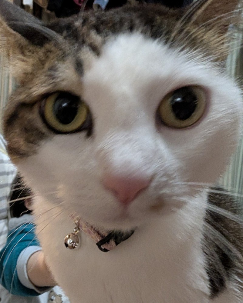 カメラに写り込んできたキジ白猫のアップ