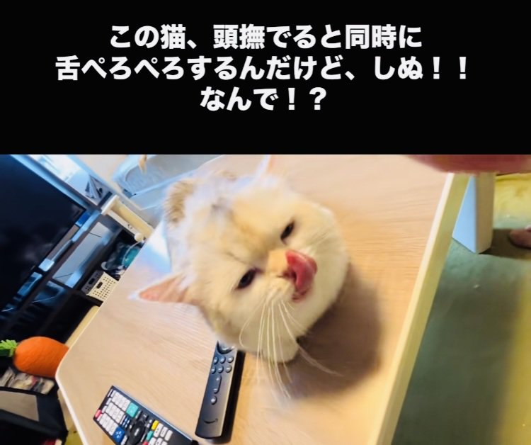 投稿主さんに頭を撫でられ舌をぺろぺろするミヌエット