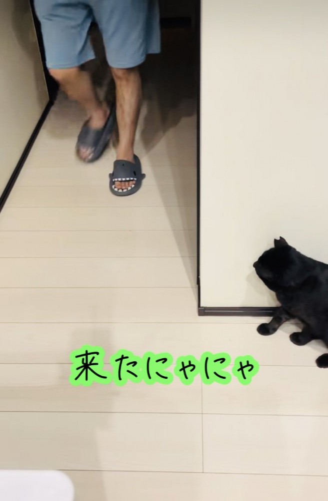 廊下の影でお父さんを待ち伏せする黒猫
