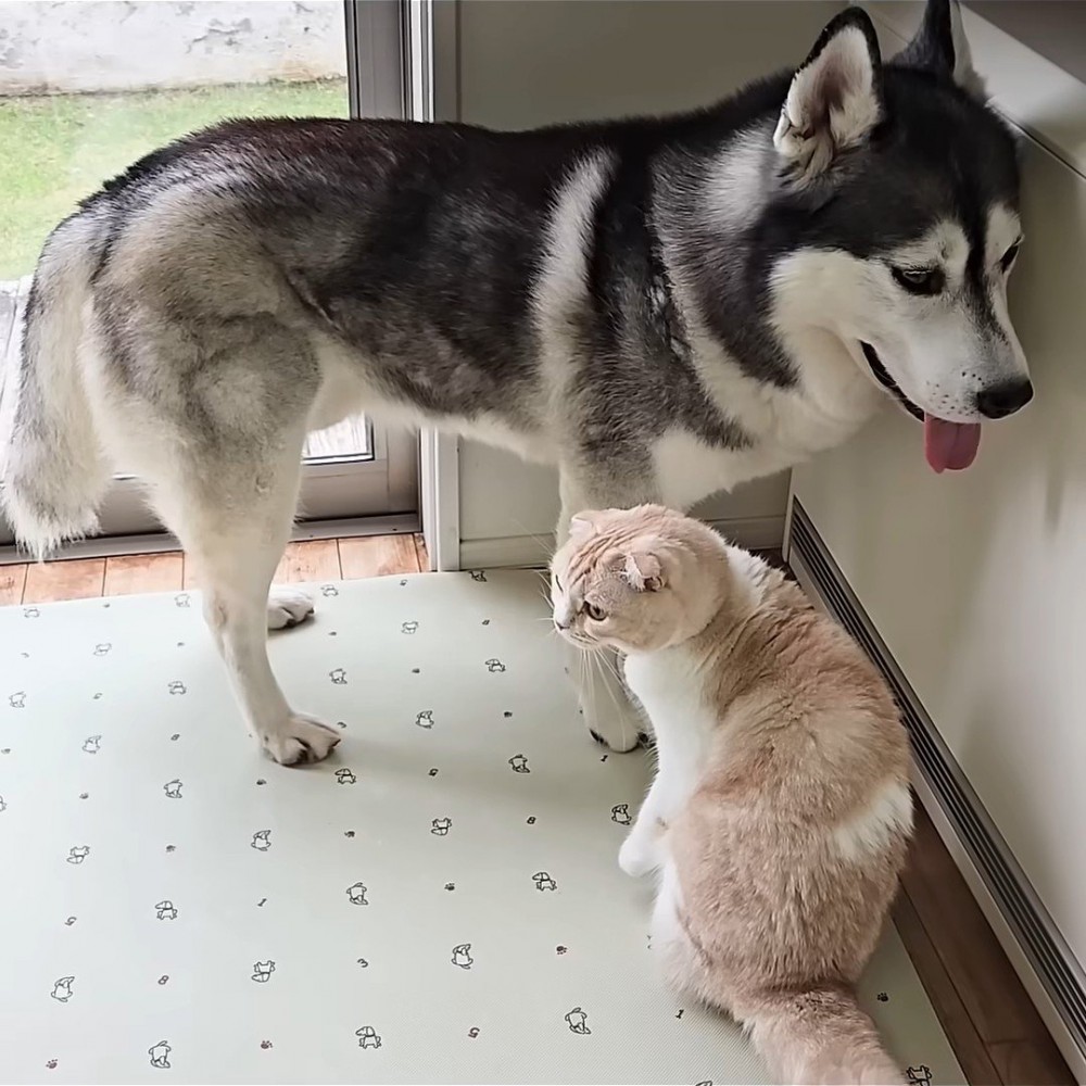 横を向く猫