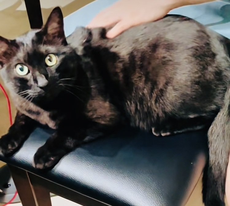 椅子の上でお父さんに撫でられる黒猫