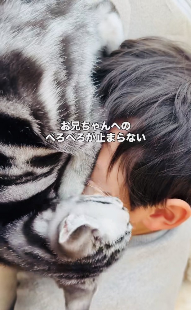 お兄ちゃんの顔を舐める子猫