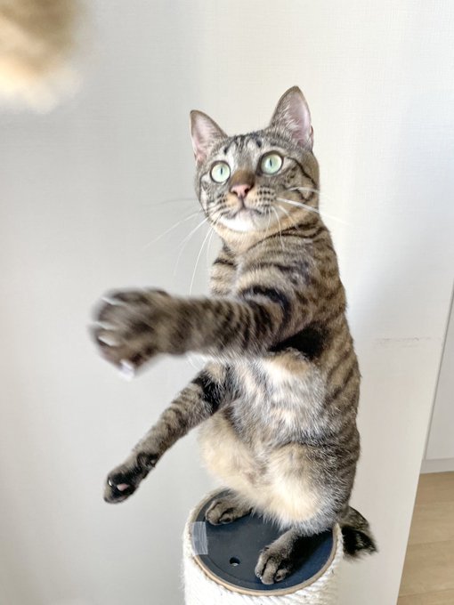 おもちゃで遊ぶキジトラ猫