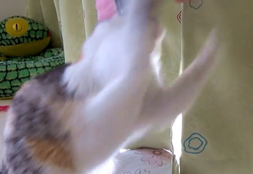飛び掛かる三毛猫