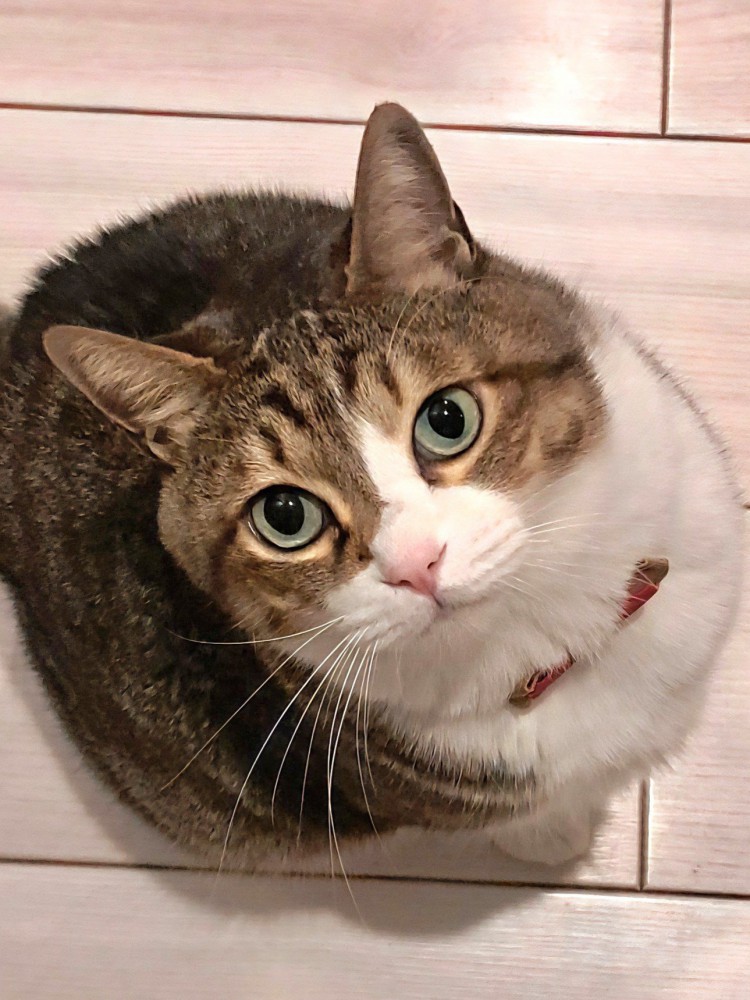 首をかしげて上を見上げる猫