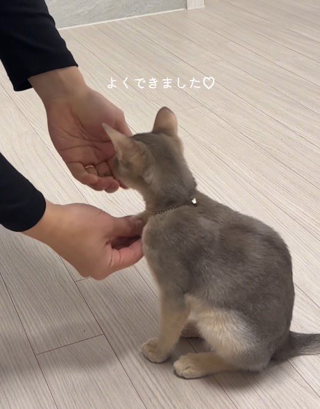 飼い主の手に前足を乗せておやつを貰う猫