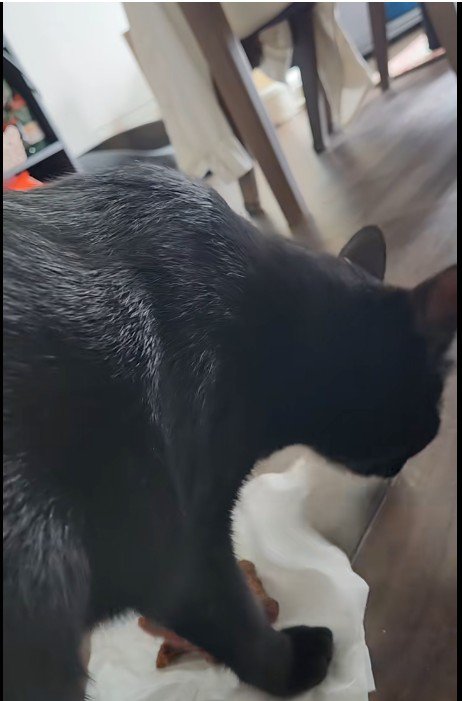 ティッシュをひっかいている猫