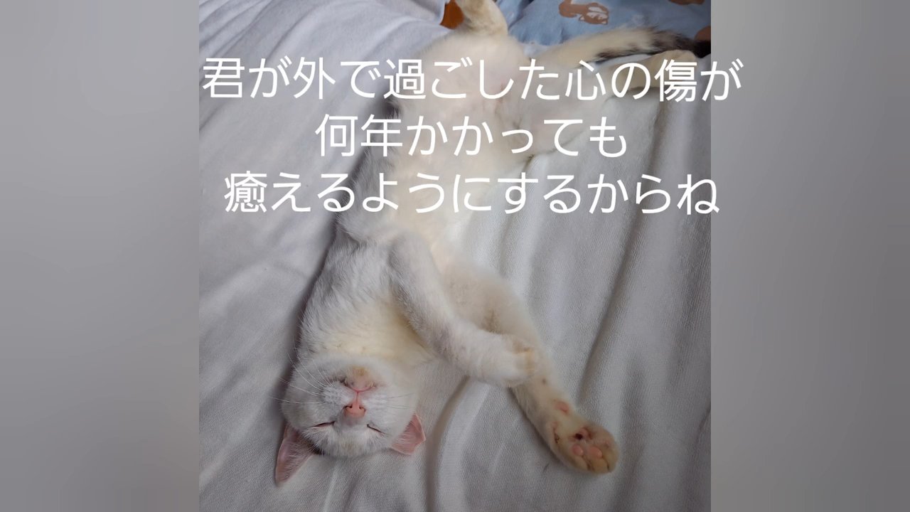 仰向けで寝る猫
