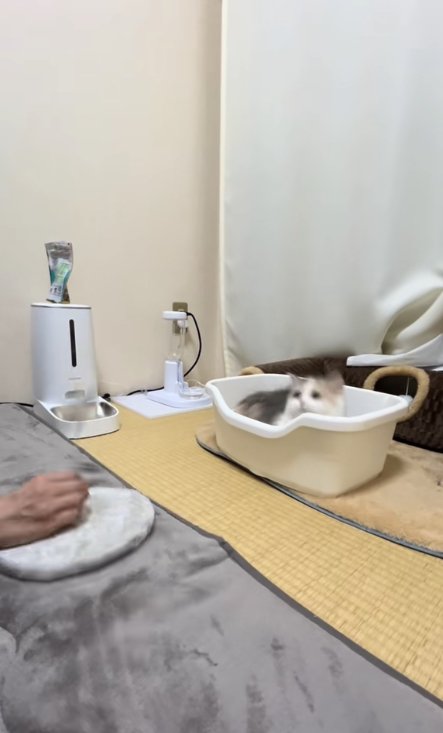 自立型猫じゃらしの前にあるトイレから顔を覗かせるブレた子猫