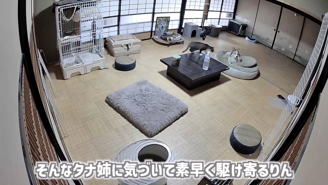 「そんなタナ姉に...」のテロップ写真