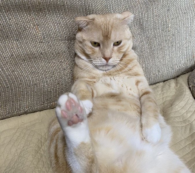 いくつ知ってる?猫の『座り方』7つ!隠された意味を徹底解剖 | ねこちゃんホンポ