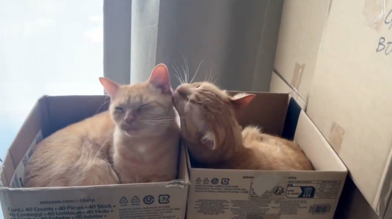 グルーミングする2匹の猫